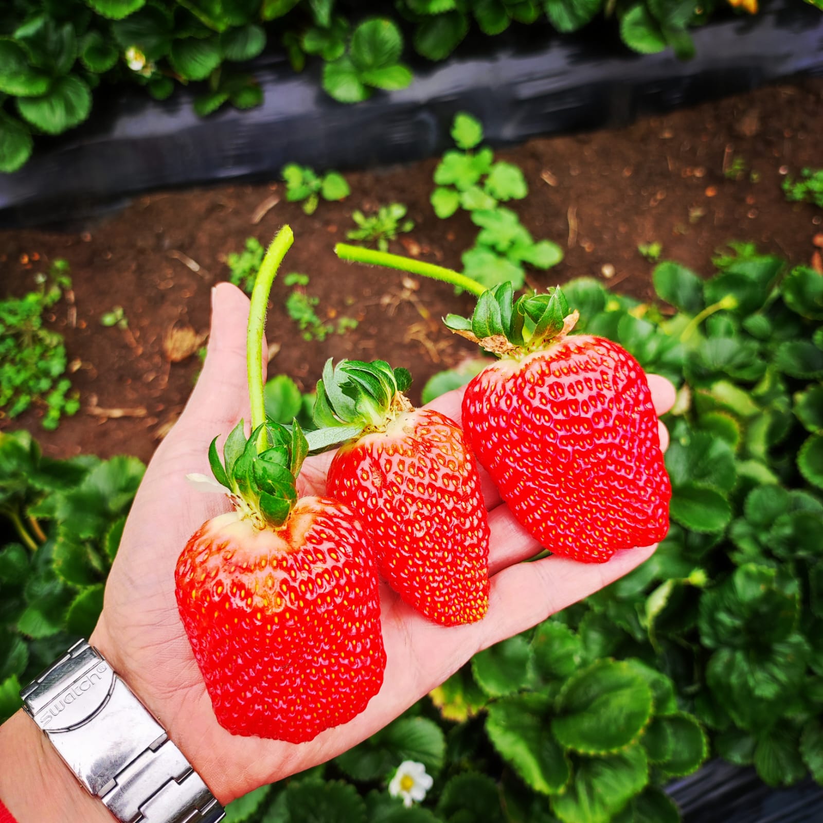 Cultivo con mejora visible en estructura y cobertura del suelo